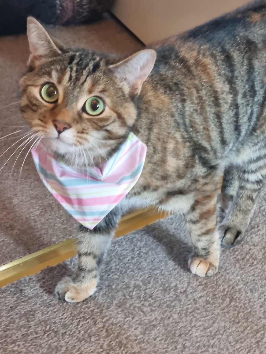 purr2011's tweet photo. @WebboxPetFood https://t.co/Fo1qcxhw03