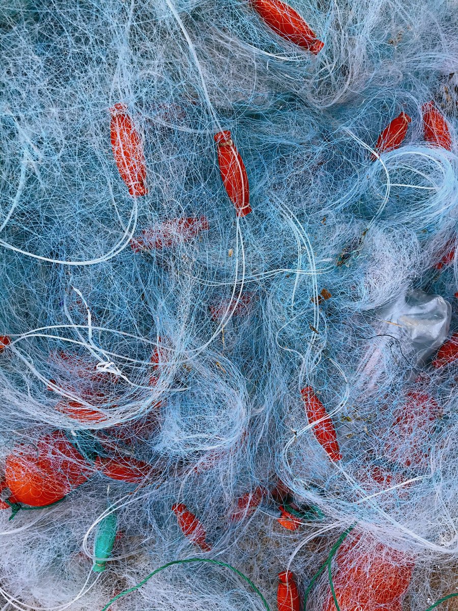 International Institute of Fisheries Econ & Trade tweet media