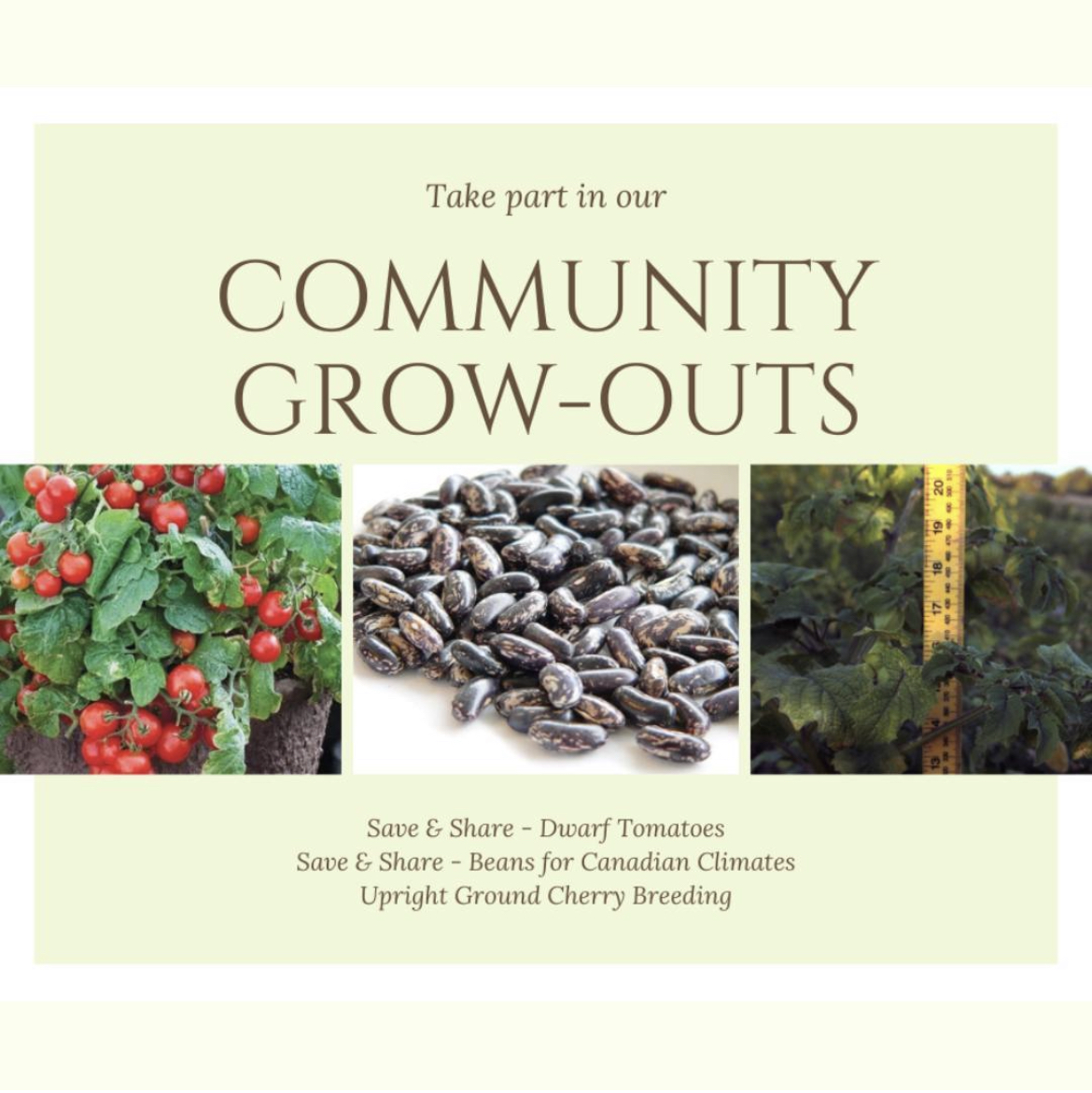 Gardeners and #seedsavers of all skill levels, we need you! 

A key partner in our Canadian seed work, @seedsdiversity, is recruiting for its Community Grow-outs.

For details + to apply, visit: seeds.ca/diversity/seed…