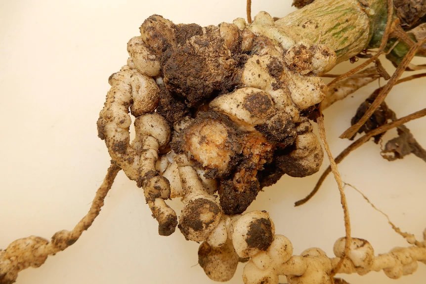 Guava root knot nematode is now present at several locations across NT &amp; Qld, farm hygiene best practice key to restricting its spread! 
🥾🧼🫧🚿📋

#rootknotnematode #farmhygiene  
mailchi.mp/ausveg/new-pes…