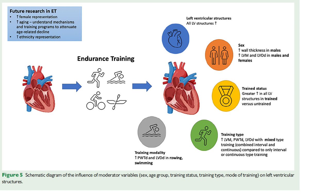 Excited for our @exercise4heart @KPGeorge66 paper on: #Effects of #endurance #exercise training on left ventricular structure in healthy adults: a systematic review and meta-analysis published in @ESC_Journals European Journal of Preventative Cardiology academic.oup.com/eurjpc/advance…