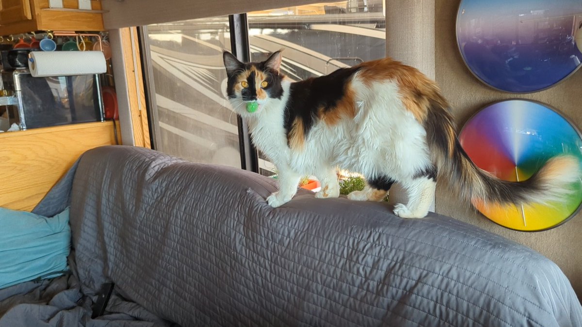 DJSutliff's tweet photo. @emily_fri Our Pippin does this too.  Her favorite ball is green.  She gets so sad when it gets lost! https://t.co/l6VouQh6Fm