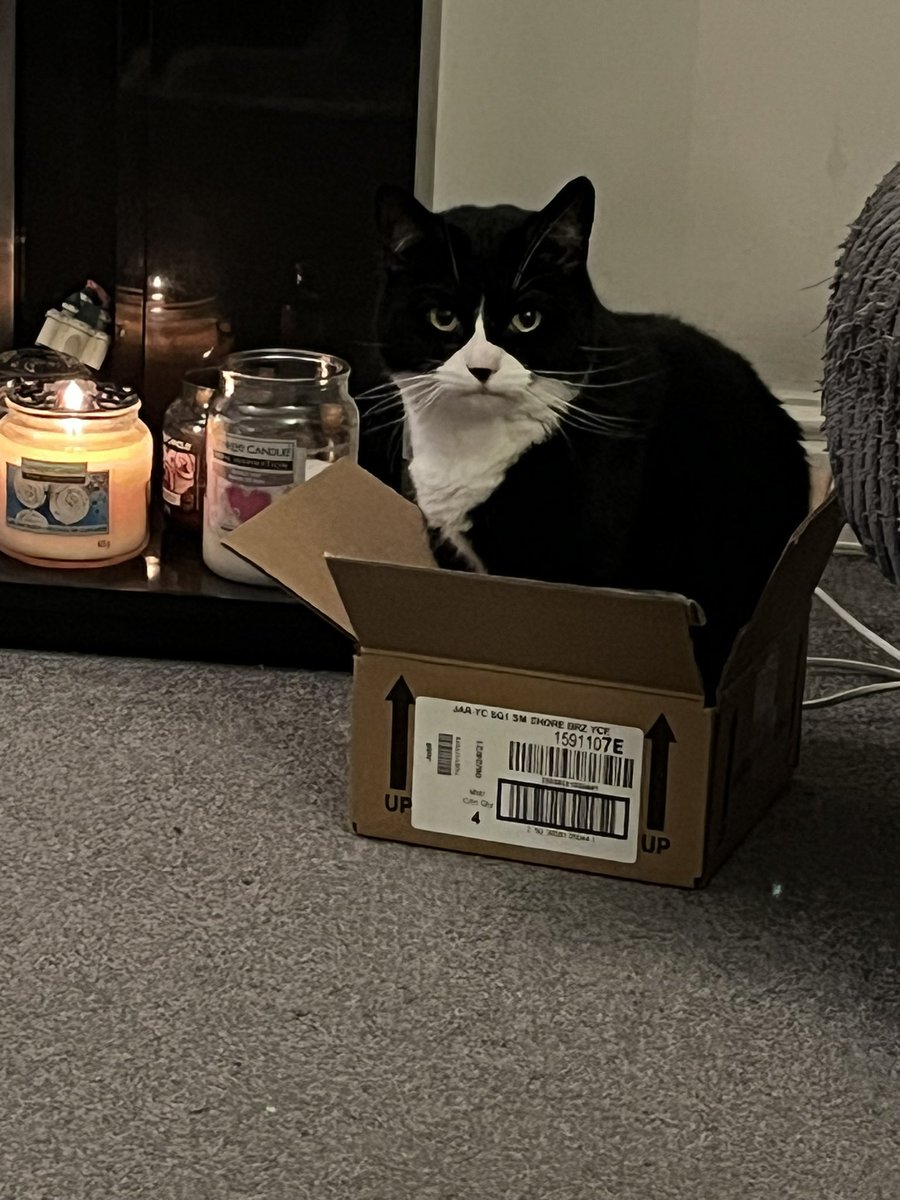 BagelandMuffin1's tweet image. Wow!! Look what Amazon delivered today!! 🤣 #muffin #cats #catbox #CatsOfTwitter #Wednesdayvibe #cat #parcel