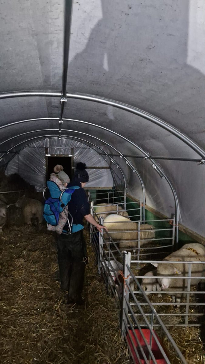 working_mummy_'s tweet photo. The Boss was out overseeing my work tonight. #workingmummy #lambing2023 #sleepisoverrated https://t.co/KADm0P5RqW