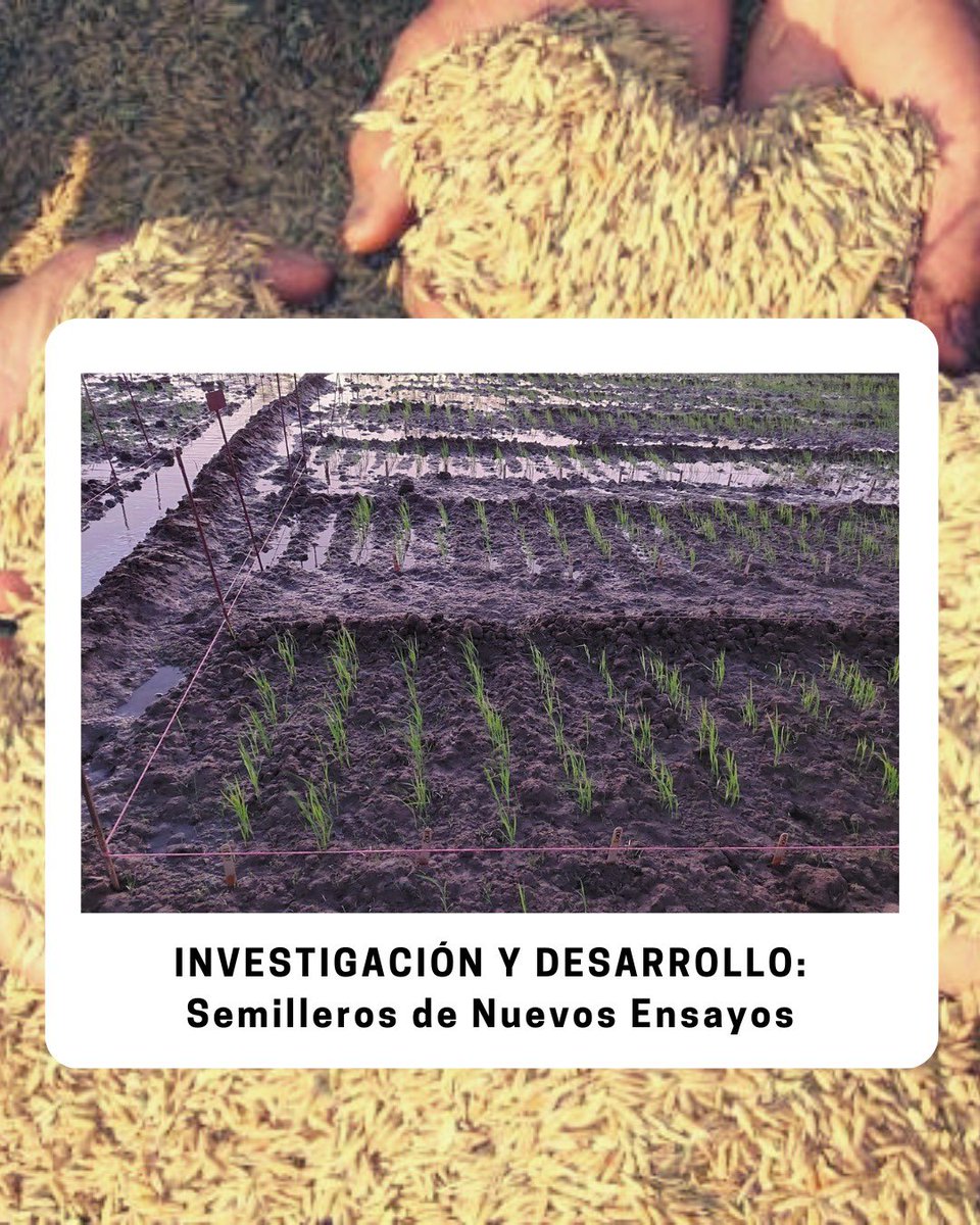 conagrosemillas tweet media
