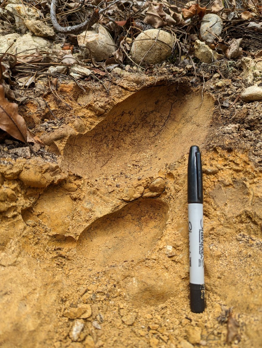 Magali Nehemy tweet media