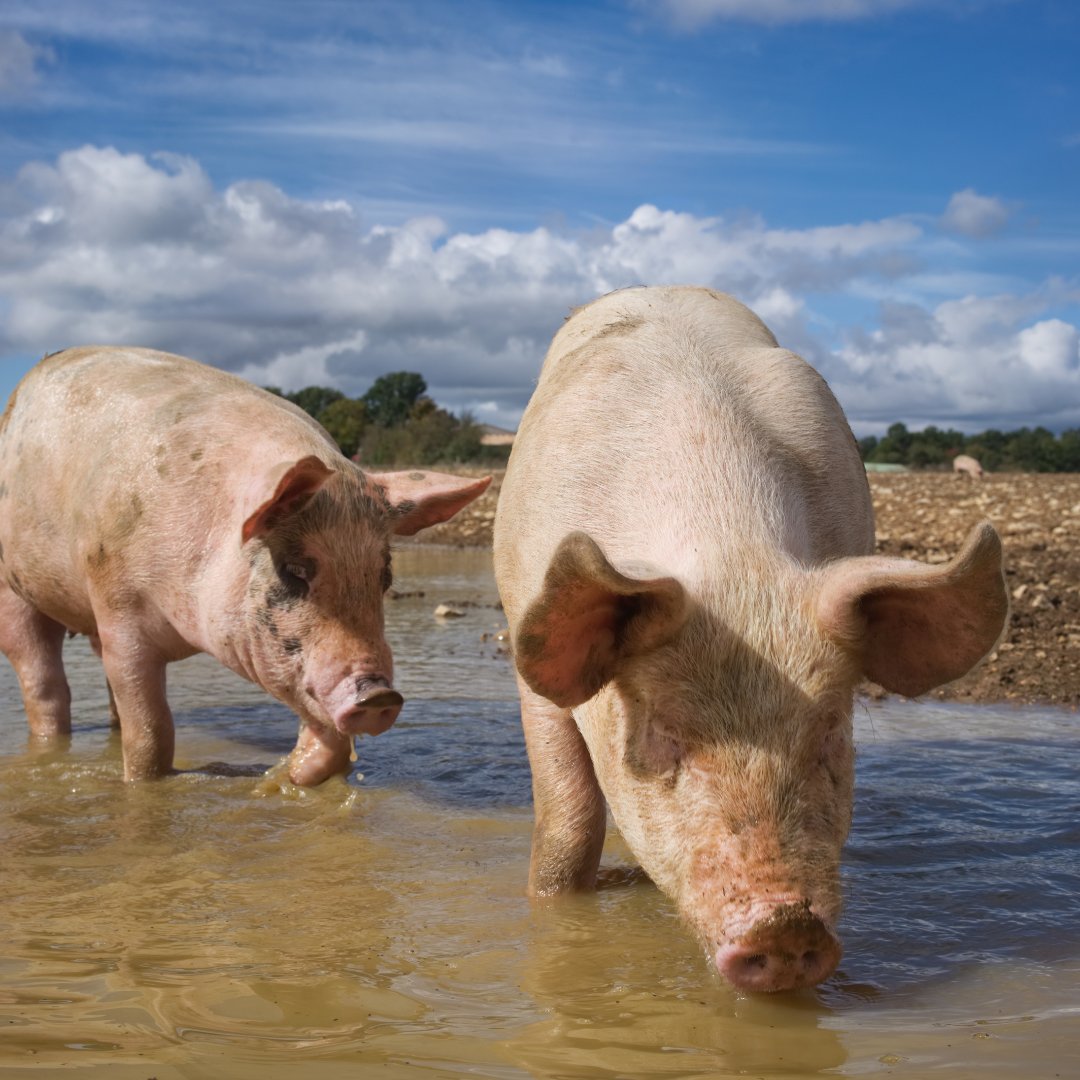 Congratulations to fellow Lauren Anderson for being featured in a recent Devex article on drought-resistant livestock and their role in fighting climate change.

Keep up the amazing work, Lauren! See Lauren's feature here: loom.ly/a0sef5M

#research #scientist #stem