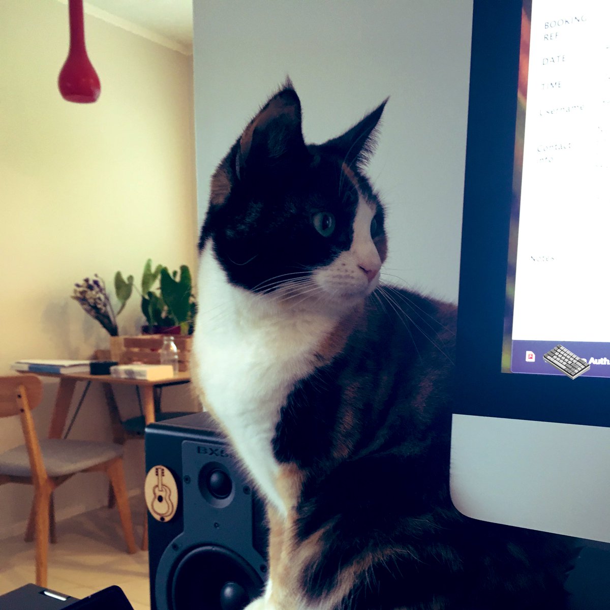 EasyWebThings's tweet image. #ThrowbackThursday to when I was just a young office cat. Less than a year old. I’m 3 and a half now! 😼 

#tbt #officecat #catswithjobs