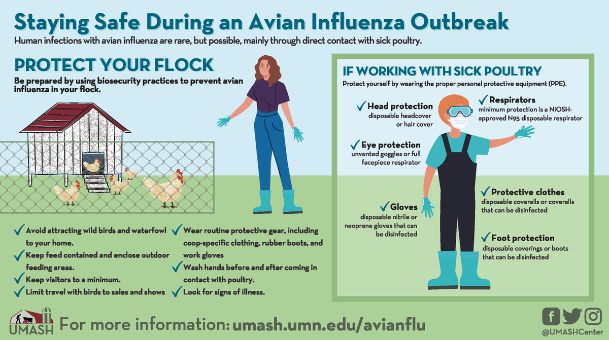 Need information about highly pathogenic avian influenza (HPAI), or #birdflu? Check out our HPAI toolkit for resources: umash.umn.edu/avianflu