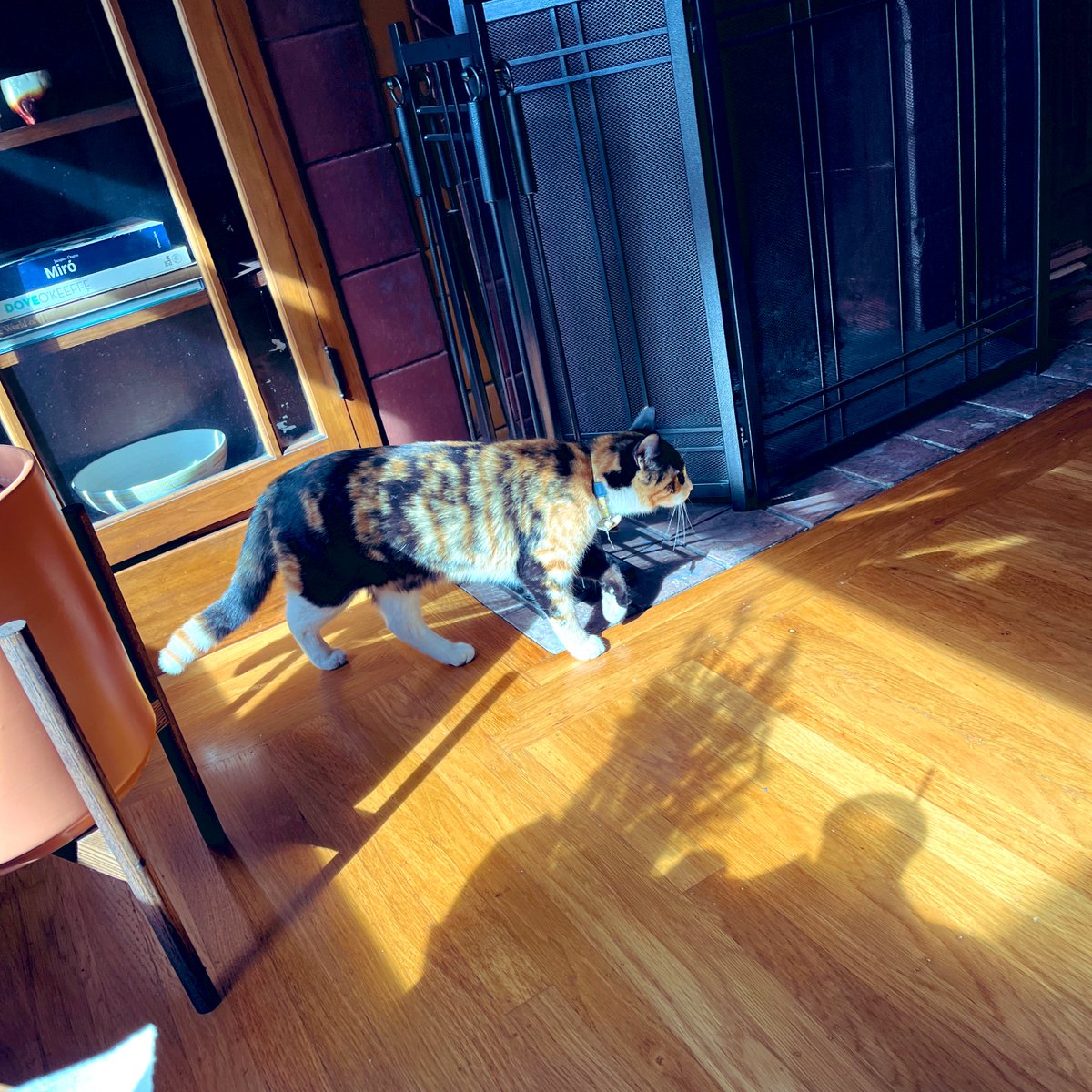 rat king 🐀 on Twitter "neighborhood cat wandered into the house when