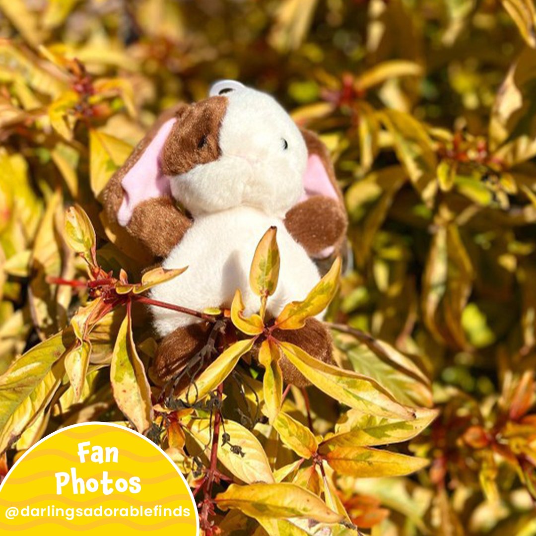 PalmpalsO's tweet photo. Who else is ready for Spring?! ๐ผ Thank you @darlingsadorablefinds for capturing Clover Bunny's golden moment โ๏ธ
#palmpalsparty #palmpals #plushies #plushlife #plushieslife โ
#stuffedanimal #kawaiiplush #cuteplush #fanposts #fans #fanlove #bunny https://t.co/Iq47WMgRY2