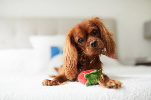 PortlandRegency's tweet image. For your convenience, we offer pet-friendly rooms for individuals who would like to bring their pets with them! Learn more information here: bit.ly/3pNBvpv