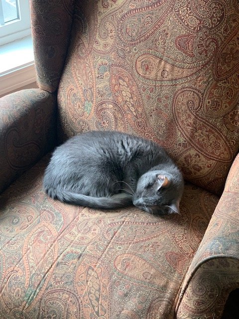 ZacNarrates's tweet photo. All the animals love my new chairs!

#ilovepaisley #itsanoldmanchairok? https://t.co/a3HlTlinr9