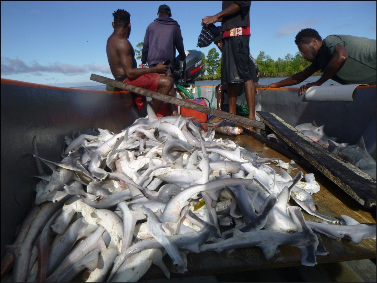 SprepChannel's tweet photo. Understanding rate of #by-catch of #sharks, #rays &amp; #dolphins in gillnets in [PNG]’s #fishmaw fisheries will help improve management. Read more on by-catch in the growing #swimbladder industry, here: https://t.co/Tynwzm6gQ5 
#BIEM #PEUMP #EU #SIDA @EUPasifika  @SwedeninTH https://t.co/hV5dPXpCKD