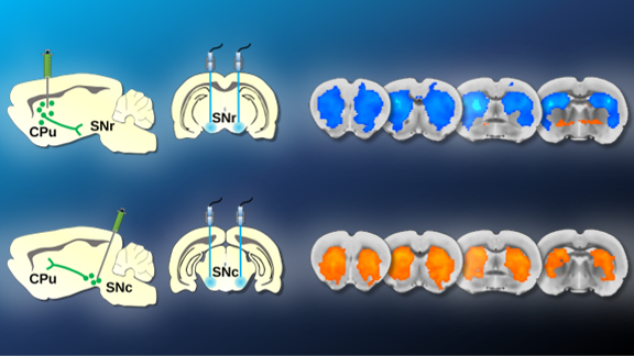 What if circuit/neurochemical context can determine #fMRI response polarity to local neuronal activation? See our preprint on these effects in #striatum using #optogenetics, #electrophysiology, #FSCV, #fiberphotometry, #pharmacology, #microscopy, and #TMS: biorxiv.org/content/10.110…