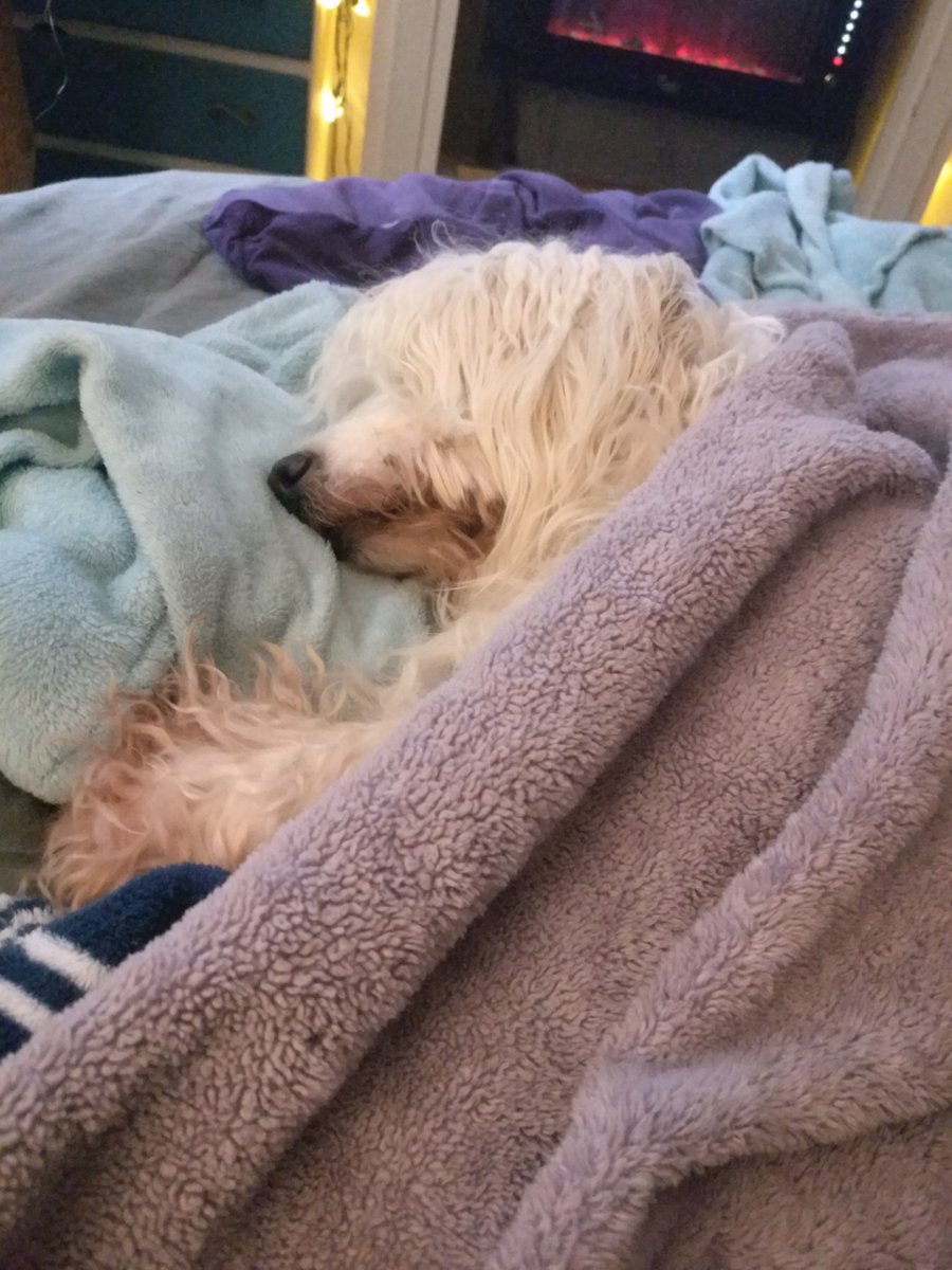 odiesislandlife's tweet photo. This guy isn't into waking up at 6:30 am to watch the #Murdaughtrial but after trucking two blocks in the snow to visit us he gets to be as warm and cozy as he wants #tuckedin #youdontlivehere #chaser https://t.co/5X4DmTzSPn