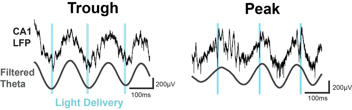Zoé Christenson Wick, PhD tweet media