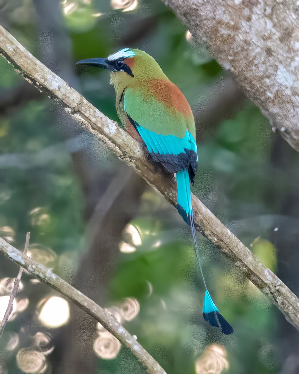caren-jahre-on-twitter-of-course-in-costa-rica-motmots-love-the