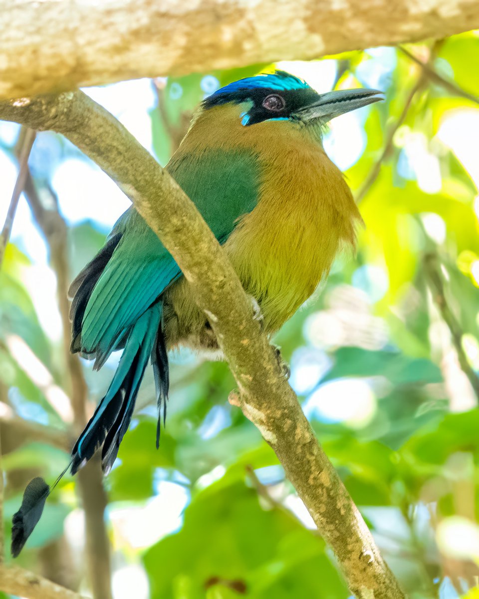 caren-jahre-on-twitter-of-course-in-costa-rica-motmots-love-the