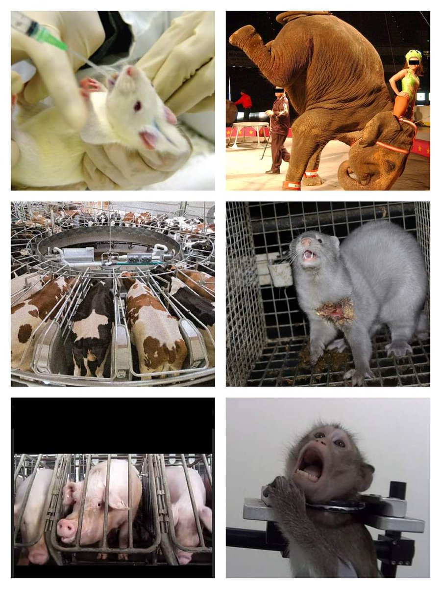 Greenpeace Internasional (@greenpeaceinte1) on Twitter photo 