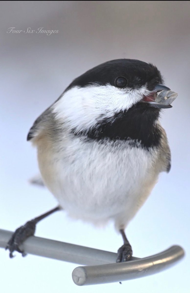 Hopps (@bradhopper14) on Twitter photo “Winter Snack”
instagram.com/four_six_images #amaturephotgraphy #chickadee #nature #telephoto #nikonz6ii #viewbug #showyourfeathers <a href="/KMacTWN/">Kim MacDonald 🌻</a> <a href="/MurphTWN/">Chris Murphy TWN</a> <a href="/weathernetwork/">The Weather Network</a> <a href="/NikonCanada/">Nikon Canada</a> “Winter Snack”
instagram.com/four_six_images #amaturephotgraphy #chickadee #nature #telephoto #nikonz6ii #viewbug #showyourfeathers <a href="/KMacTWN/">Kim MacDonald 🌻</a> <a href="/MurphTWN/">Chris Murphy TWN</a> <a href="/weathernetwork/">The Weather Network</a> <a href="/NikonCanada/">Nikon Canada</a>