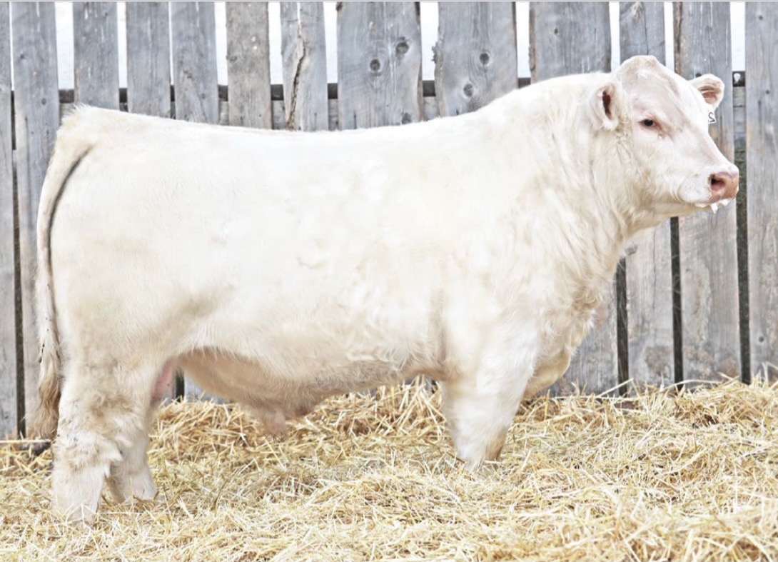 You are looking for a bull to go out and work in your heifer pen PCC Rolex 251K will do just that with an 89lb birthwieght and a -1.4 bw epd sleep easy. Different pedigree with the GHC Reagan 9012 being his sire and out of a full sib to the great Berkly Ann. Have a look at Rolex