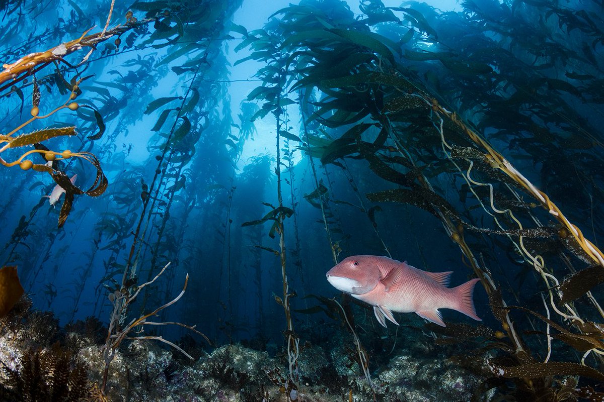 California Ocean Protection Council (OPC) tweet media