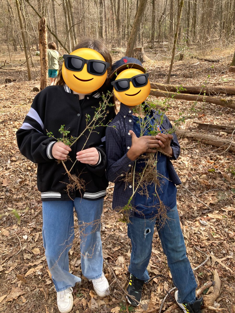 Matty_Hardy1's tweet image. It was a beautiful day to learn about invasive species and pull privet at the Nature Center!🌎 #HCS_Science @normalparkmm