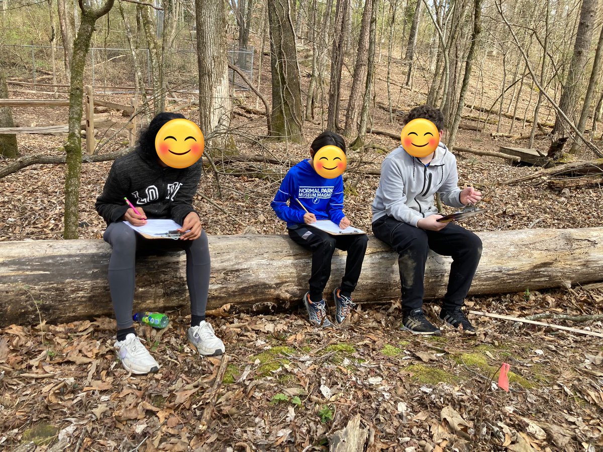 Matty_Hardy1's tweet image. It was a beautiful day to learn about invasive species and pull privet at the Nature Center!🌎 #HCS_Science @normalparkmm