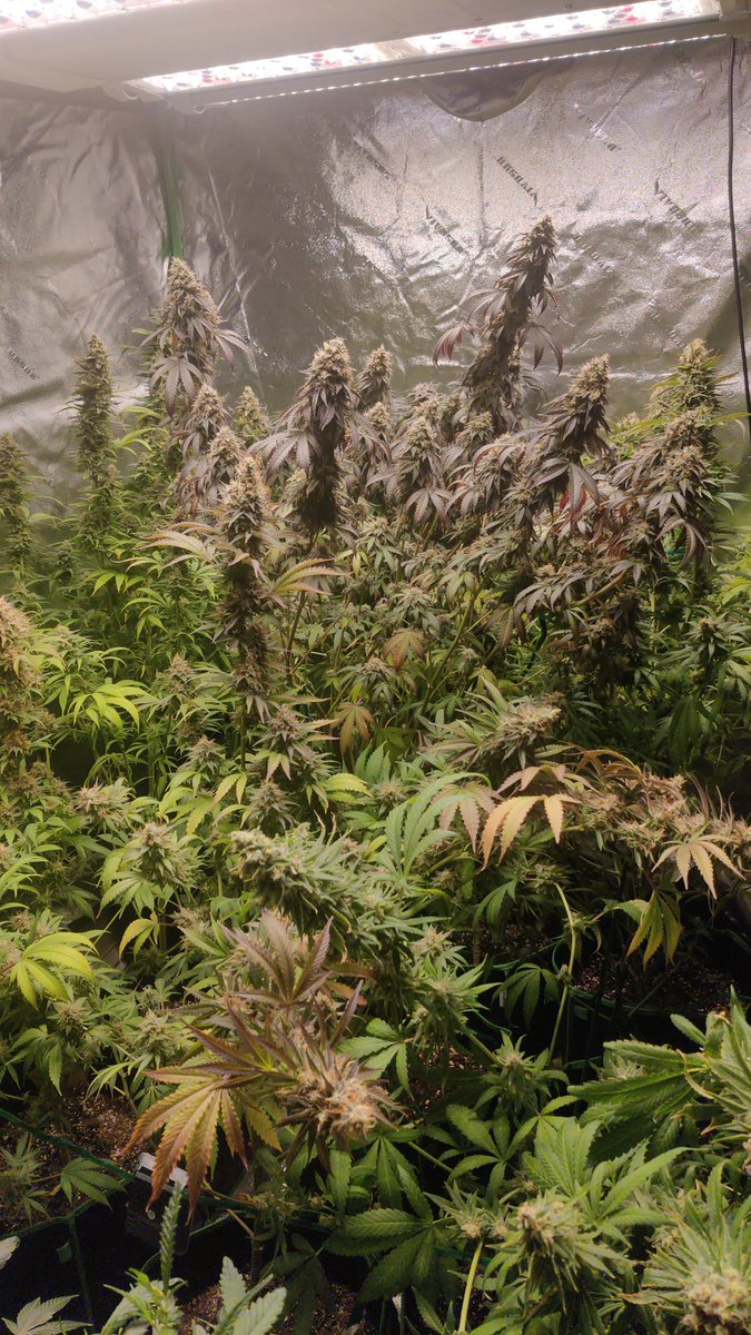 My #cannanis garden before bringing it down two weeks ago. It was a jungle. #growyourown