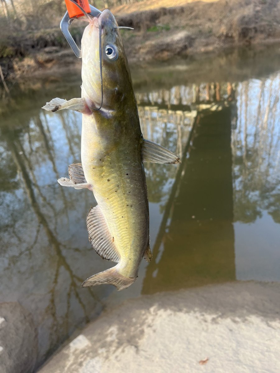 Miguelf330's tweet photo. Early spring is here! I caught 4 channel catfish today. #catfish #fishing #nature https://t.co/2q3yqaZCN7