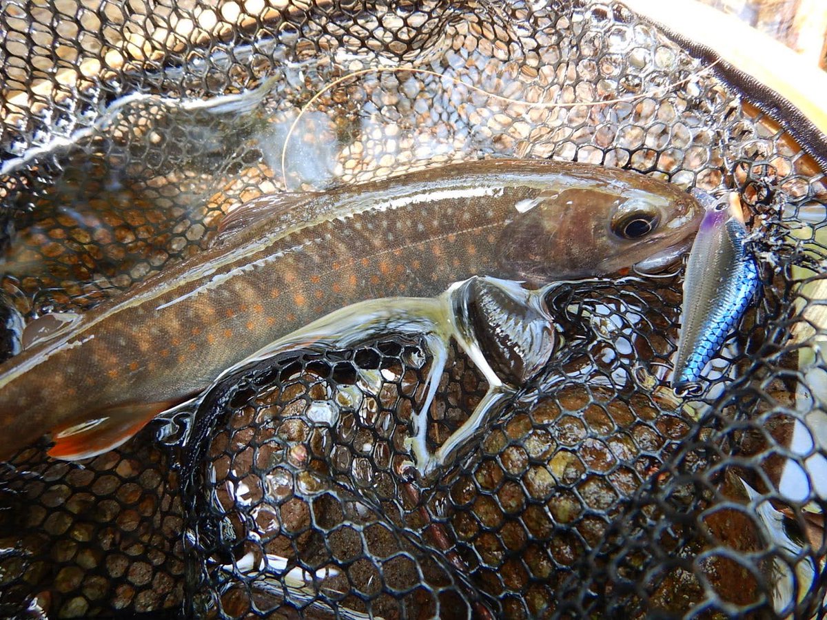 やんぱち tweet media