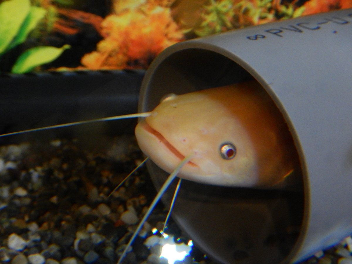 やんぱち tweet media