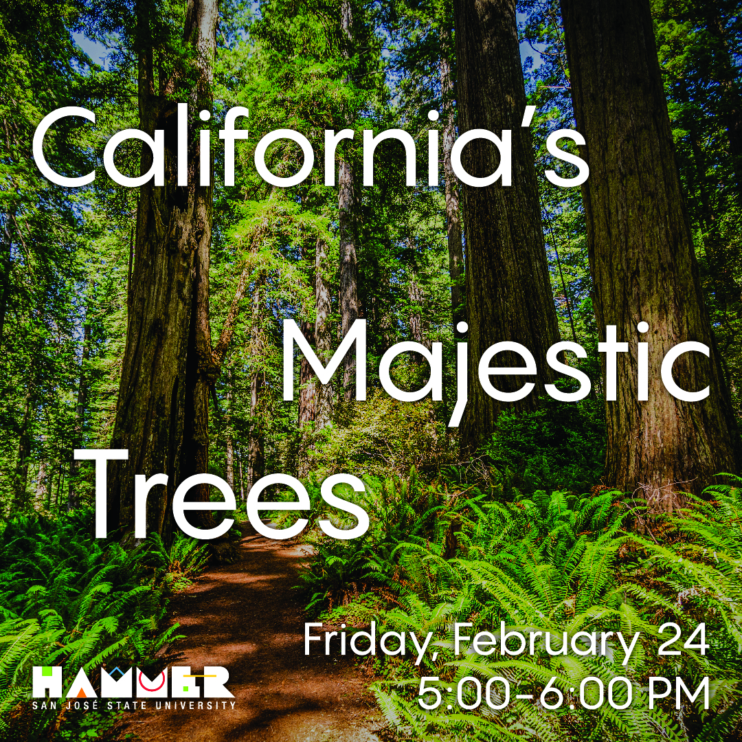 FREE discussion and showcase featuring performers, speakers and scientists tracing the importance and power of California's mighty trees. At Hammer Theatre, February 24 5-7pm. Register at bit.ly/3xM0a4A #sjsu