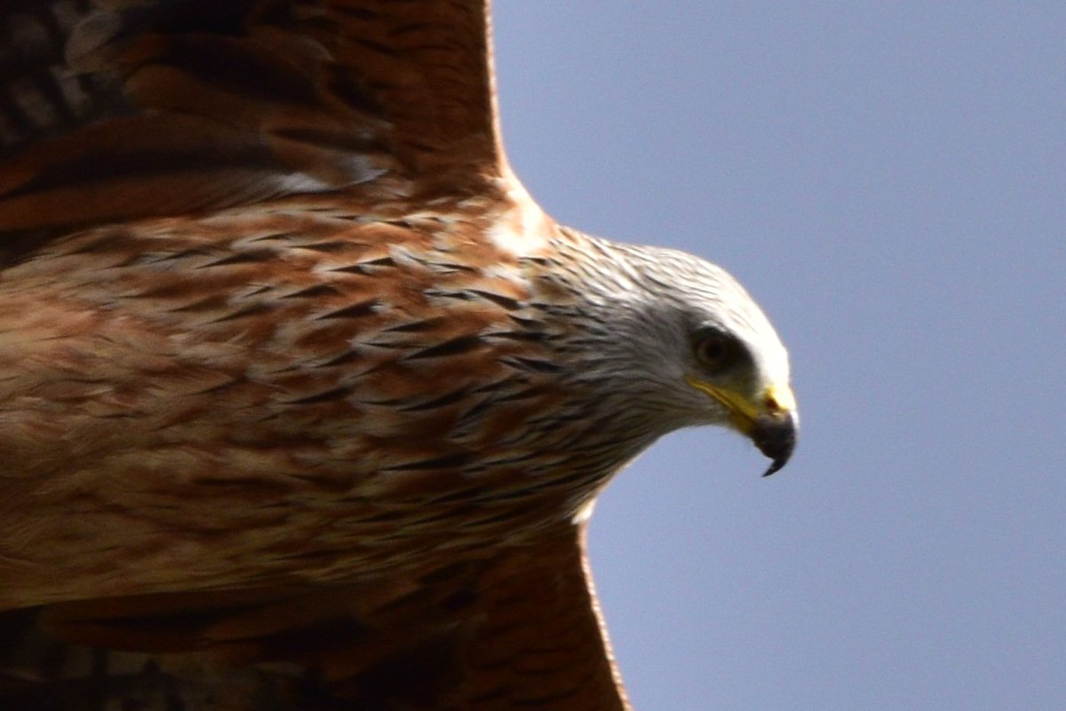 Red kite flyby