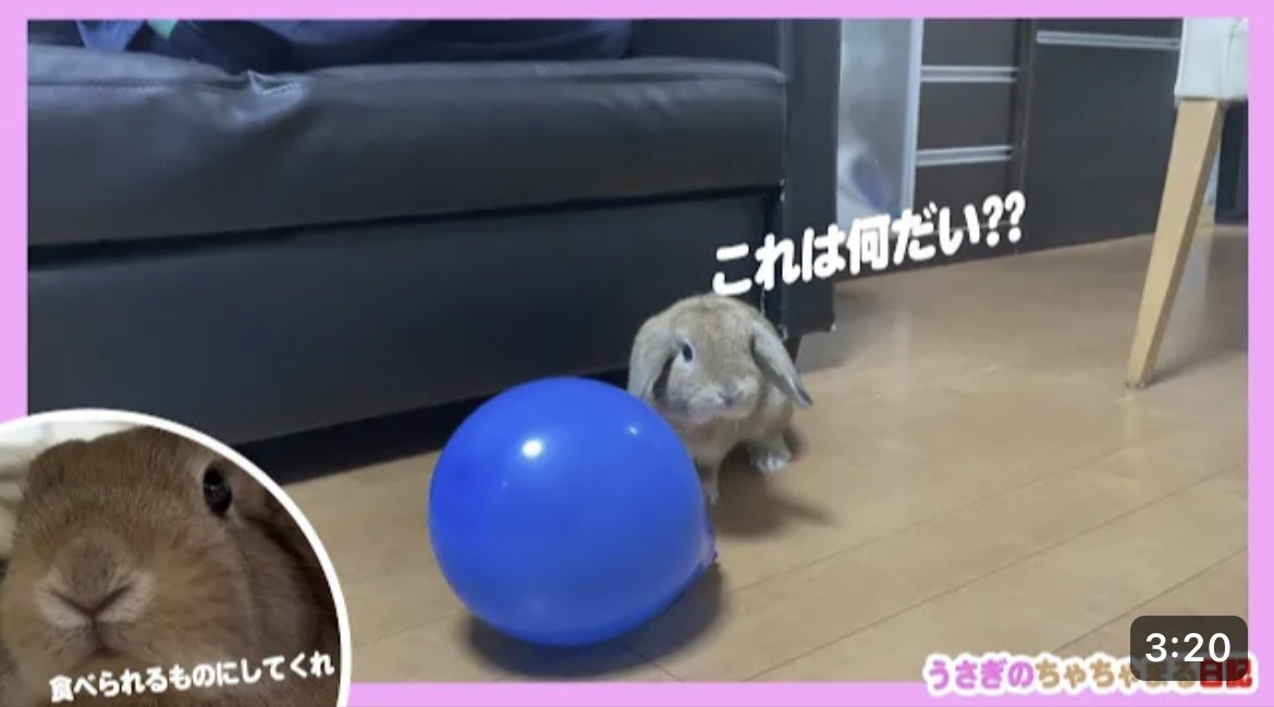 ウサギに風船を見せてみた結果!?うさぎのちゃちゃまる日記＠480 youtu.be/XLK4VVN3_kE <a href="/YouTube/">YouTube</a>より
おはようございます😊YouTube更新しましたので、よろしければご視聴、チャンネル登録よろしくお願い致します🙇🏻‍♀️