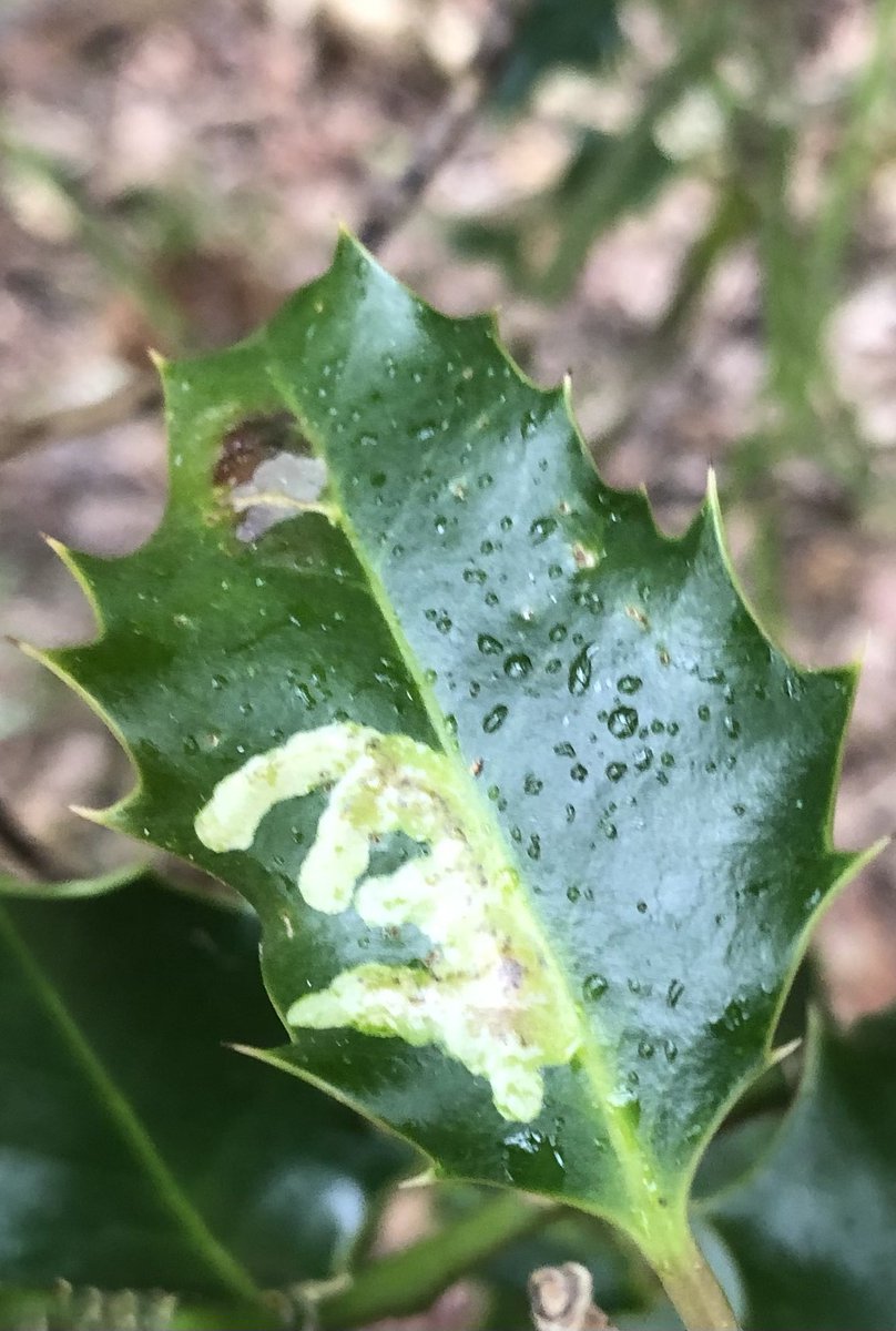 Mayfieldbirder's tweet photo. Still just in time for #WildWebsWednesday with a common leaf mine on Holly caused by the Agromyzid fly Phytomyza ilicis (I was taken by the ‘perfect’ outline.) @AgromyzidaeRS #leafmine https://t.co/hZ9O97TBuW