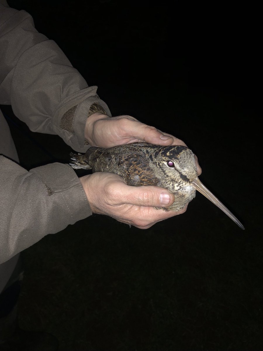 Amazing who you run into in the middle of the night ⁦<a href="/RingersWm/">West Midlands Ringing Group</a>⁩ . Essential vermin control literally bringing birds to the hand!