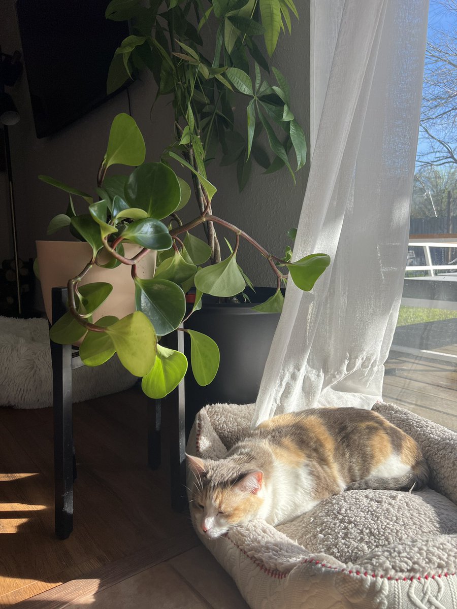 fatfatpankocat's tweet photo. Photosynthesis https://t.co/wuDP42HbCo