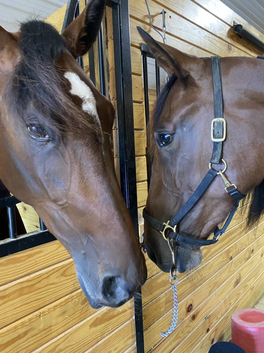 Bella Bellini getting some love #trotters #trotteroftheyear