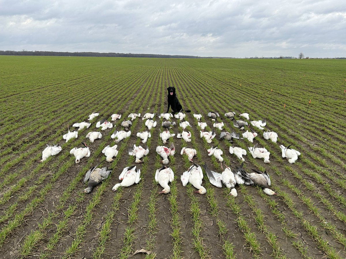 Great three days in Arkansas chasing snows.  #snowgeese #Angus #blackdog.