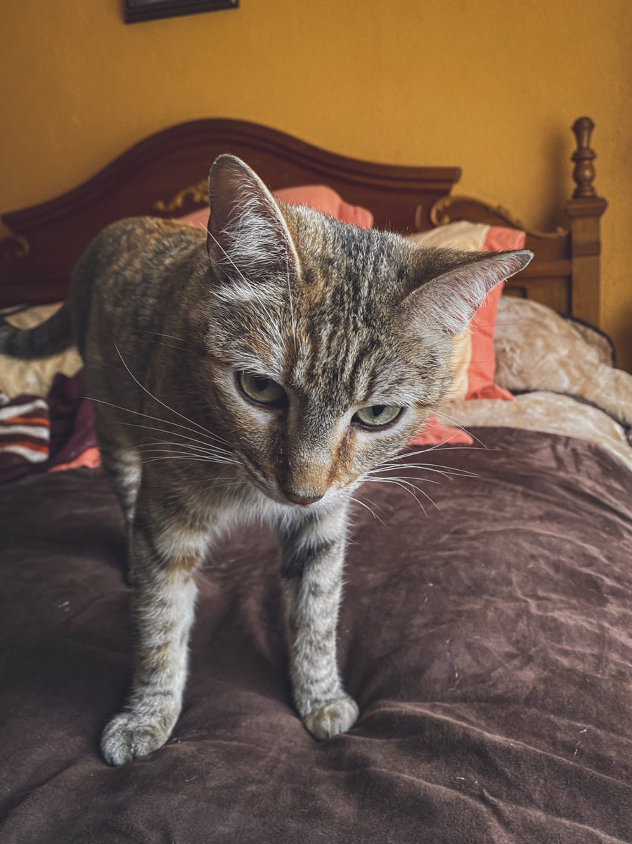 punkocastillo's tweet photo. Kichi. 🐈 https://t.co/Rdjmx1tAi3
