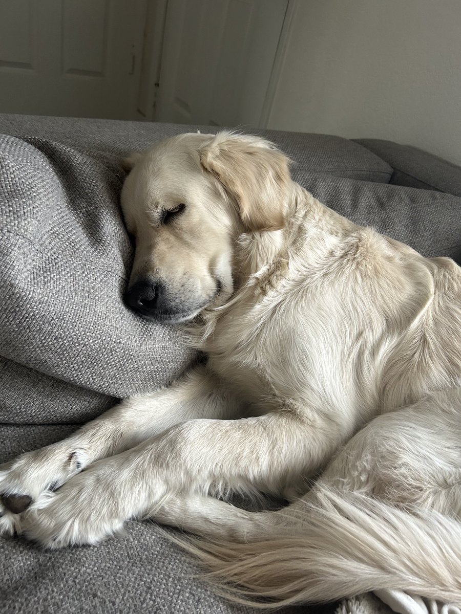 My intern is once again an absolute liability 

He’s supposed to be patrolling DMs, sorry folks