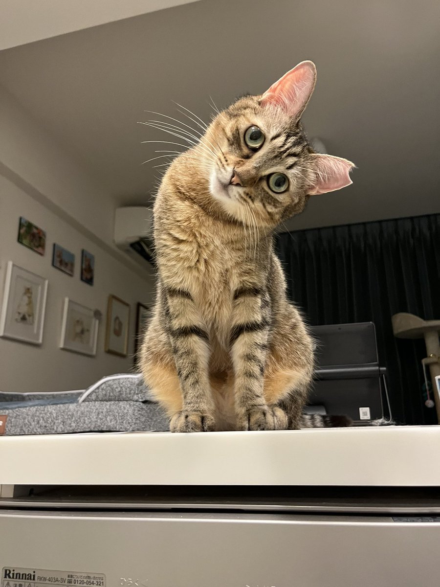 dambotimothy's tweet image. #おはようございます
#にこり3歳

ボクんちはね
きょうも ねこのひだよ(=&apos;ω&apos;=)

#毎日が猫の日