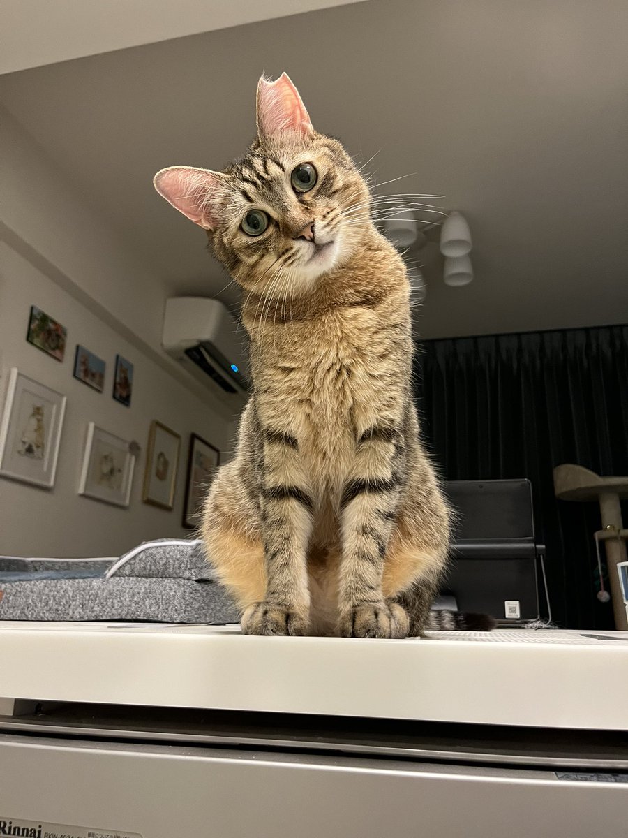 dambotimothy's tweet image. #おはようございます
#にこり3歳

ボクんちはね
きょうも ねこのひだよ(=&apos;ω&apos;=)

#毎日が猫の日