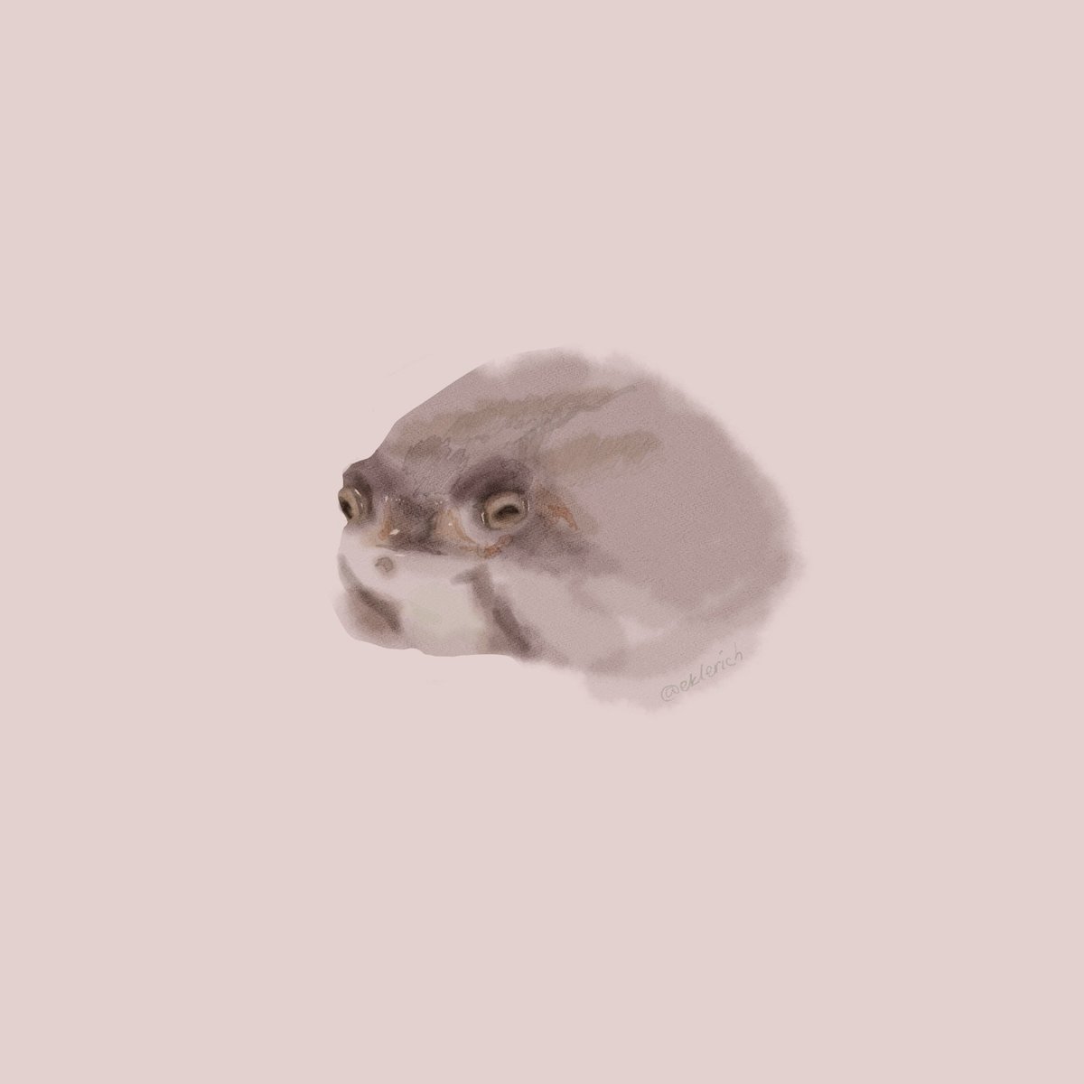 ekleRich's tweet photo. Nothing much, just cute potato fairy frog from ninja frog yt account ✨
#frog #froggies #sketch https://t.co/flFqkp6NM2