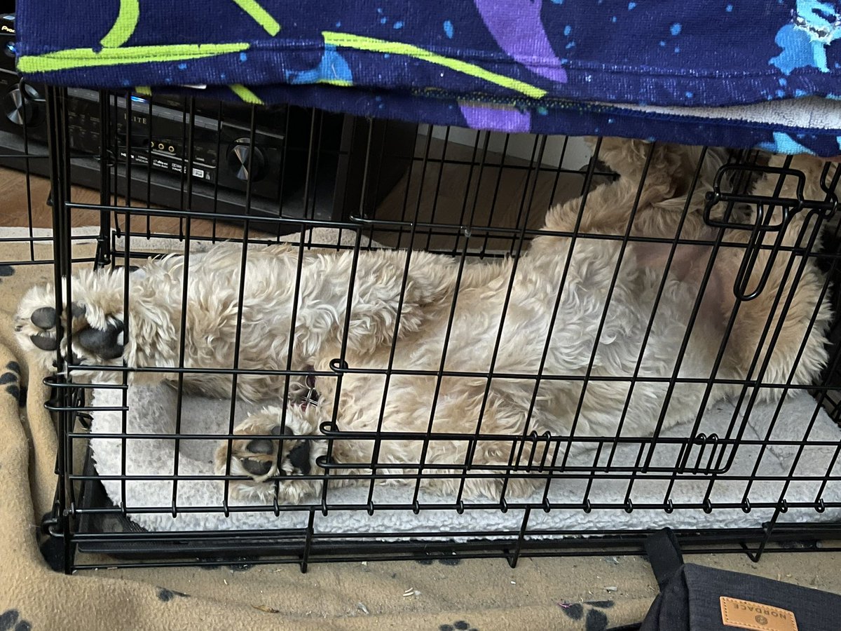 Wheatens are weird. 

Miss Maisie still tired from daycare yesterday…  @DogsOfTheCFL #dogsoftwitter