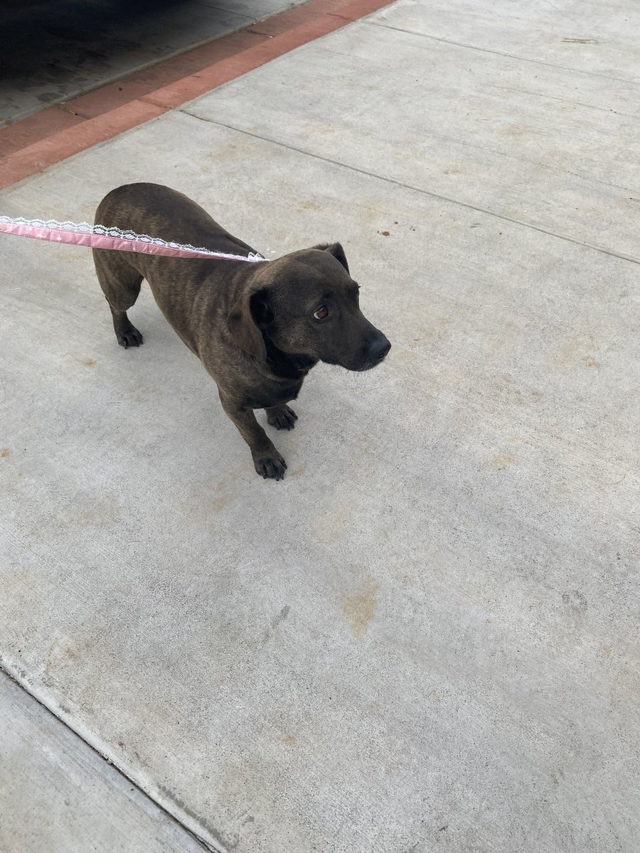 LCSOTN's tweet image. Deputy Ryan Fleming is requesting YOUR help in locating the owners of a missing dog. A small black and brown dog was located by Deputy Fleming on State Route 72, in Loudon, near Prospect Church Road.

Any information please call Loudon County E-911 at 865-458-9081.