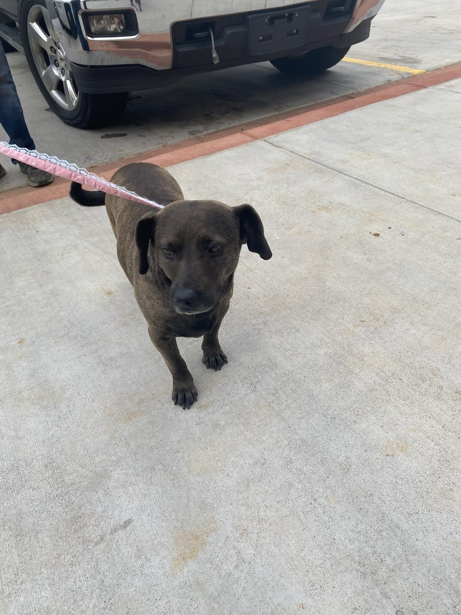 LCSOTN's tweet image. Deputy Ryan Fleming is requesting YOUR help in locating the owners of a missing dog. A small black and brown dog was located by Deputy Fleming on State Route 72, in Loudon, near Prospect Church Road.

Any information please call Loudon County E-911 at 865-458-9081.