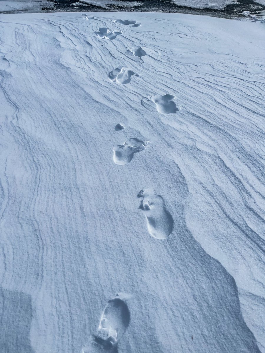 carplips's tweet photo. @Climatologist49 @DeweyWx @NWSSpokane Confirmed. Fresh Fox tracks. And yes it’s still blustery with drifting snow. https://t.co/HawHvrEgai